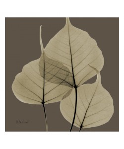 Albert Koetsier, LEAF BROWN I