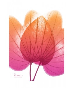 Albert Koetsier, PINK ORANGE IV