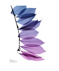 Albert Koetsier, BLUE AND PURPLE I
