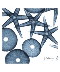 Albert Koetsier, STARFISH BLUE I