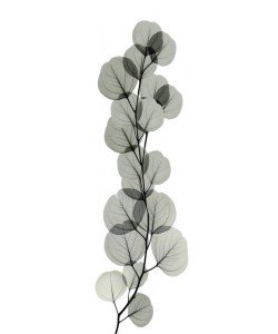 Albert Koetsier, EUCALYPTUS IN GRAY II