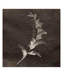Jace Grey, LOVELY I