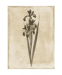 Jace Grey, EARTHY BLEND BROWN II