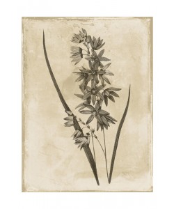 Jace Grey, EARTHY BLEND BROWN III