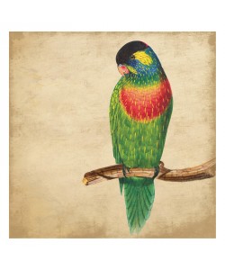 Jace Grey, PARROT