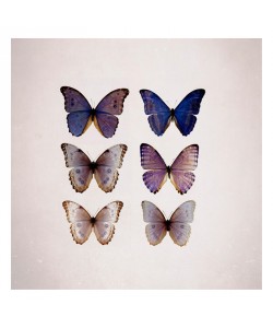 Tracey Telik, BUTTERFLY SIX PACK I