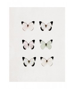Tracey Telik, BUTTERFLY SIX PACK II