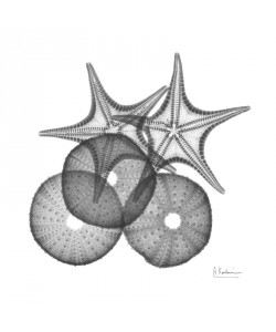 Albert Koetsier, STARFISH BLACK I