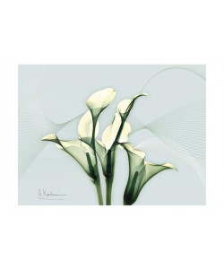 Albert Koetsier, WHITE FLOWERS I