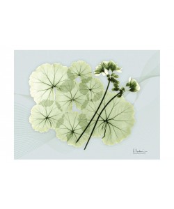 Albert Koetsier, WHITE FLOWERS II