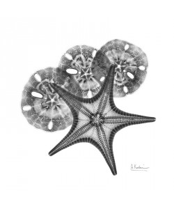 Albert Koetsier, STARFISH BLACK II