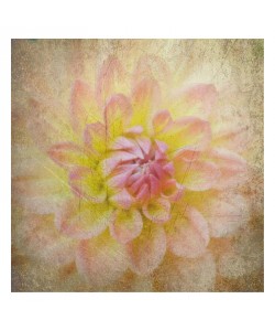 Suzanne Foschino, DAHLIA PINK II