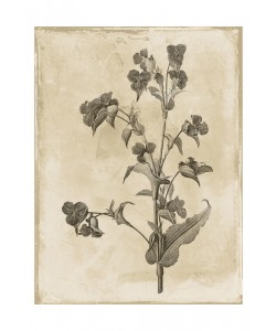 Jace Grey, EARTHY BLEND BROWN I
