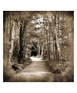 Suzanne Foschino, FOREST