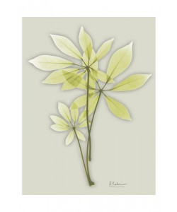 Albert Koetsier, MINT GREEN I