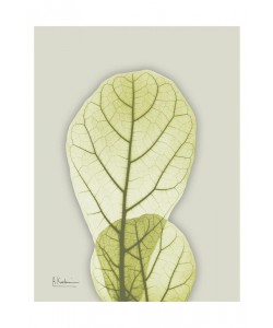 Albert Koetsier, MINT GREEN II