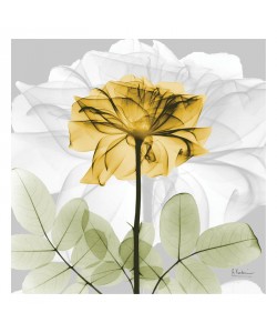 Albert Koetsier, ROSE IN GOLD I