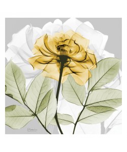 Albert Koetsier, ROSE IN GOLD III
