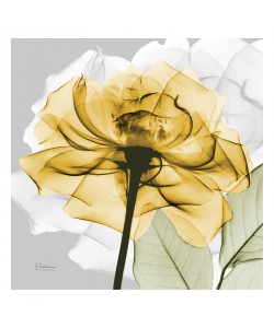 Albert Koetsier, ROSE IN GOLD IV
