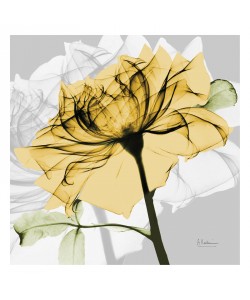 Albert Koetsier, ROSE IN GOLD V