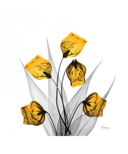 Albert Koetsier, SANDERSONIA YELLOW