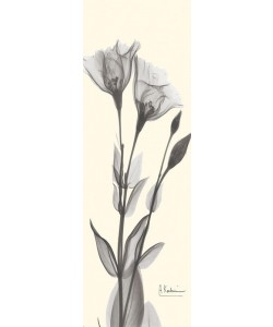 Albert Koetsier, MELLOW TINTS II