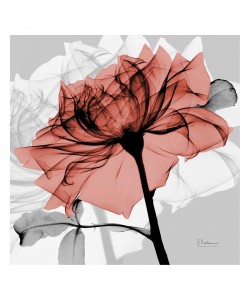 Albert Koetsier, FLOWERS IN RED II