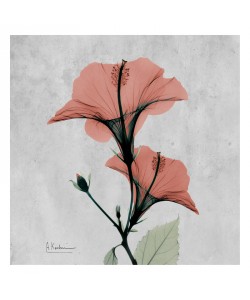 Albert Koetsier, FLOWERS IN RED IV