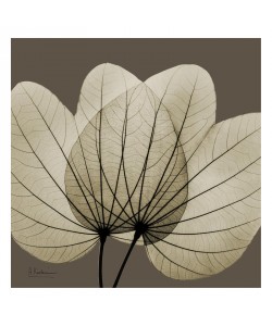 Albert Koetsier, LEAF BROWN VI