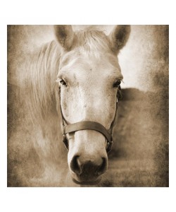 Suzanne Foschino, HORSE IN WHITE I