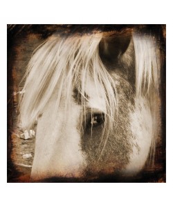 Suzanne Foschino, GROOMED