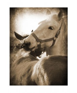 Suzanne Foschino, MY LOVE II
