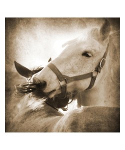 Suzanne Foschino, MY LOVE I