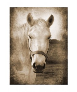 Suzanne Foschino, HORSE IN WHITE II