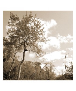 Suzanne Foschino, FALL TREE