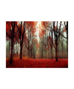 Tracey Telik, FAIRY TALE FOREST V