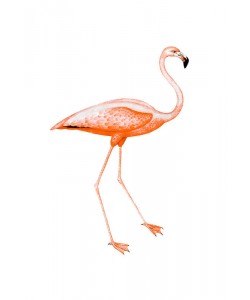 Sheldon Lewis, ORANGE FLAMINGO II