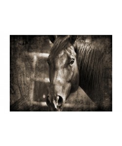 Suzanne Foschino, BLACK HORSE