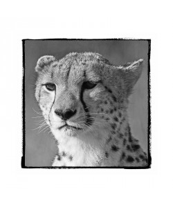 F+S Parker, CATASTIC I