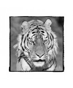 F+S Parker, CATASTIC II