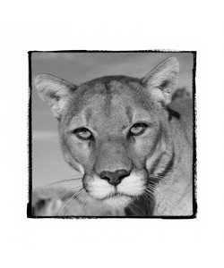 F+S Parker, CATASTIC IV