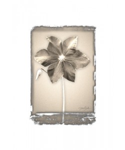 Diane Stimson, BEIGE IN BEIGE CLEMATIS