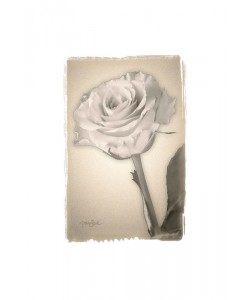 Diane Stimson, BEIGE IN BEIGE ROSE
