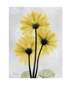 Albert Koetsier, DUO IN YELLOW II