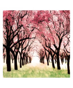Tracey Telik, CHERRY BLOSSOM LANE II