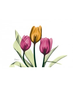 Albert Koetsier, SPRING IV