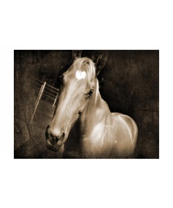 Suzanne Foschino, HEART HORSE II