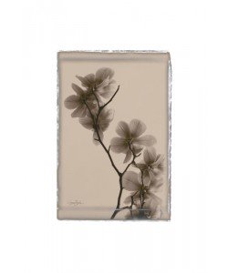 Diane Stimson, BEIGE IN BEIGE MAGNOLIAS