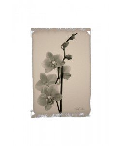 Diane Stimson, BEIGE IN BEIGE ORCHID