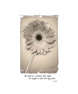 Diane Stimson, BEIGE IN BEIGE GERBERA
